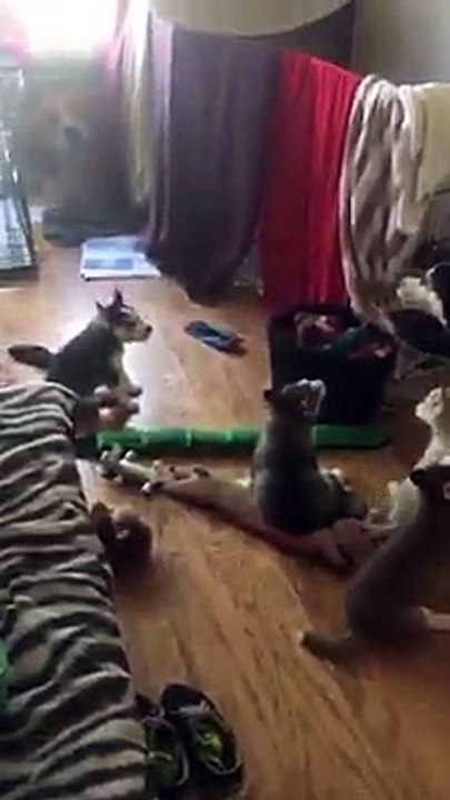 'I Wake Up Every Morning To A Pack Of Howling... - Everything From Huskies(240p)