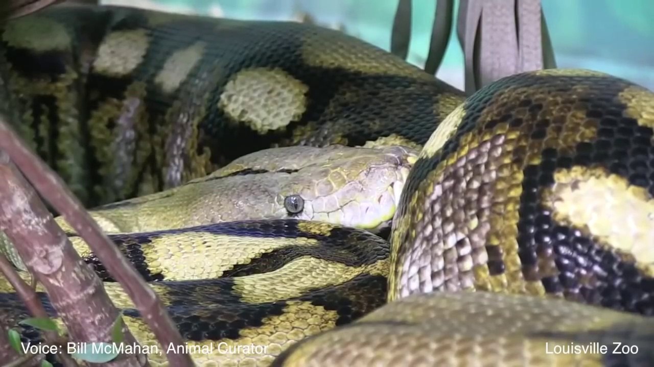 10 Mind-Blowing Facts About Snakes