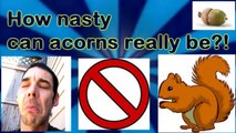 How nasty can acorns be...