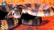 10 Worlds Most Venomous Snakes