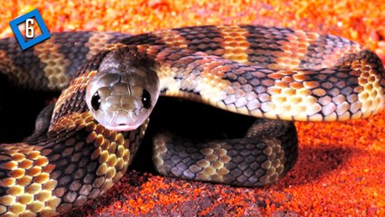 下载视频: 10 Worlds Most Venomous Snakes