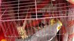 Pets & Animals Market visit multan pakistan Budgies lovebird cocktail parrot part 3