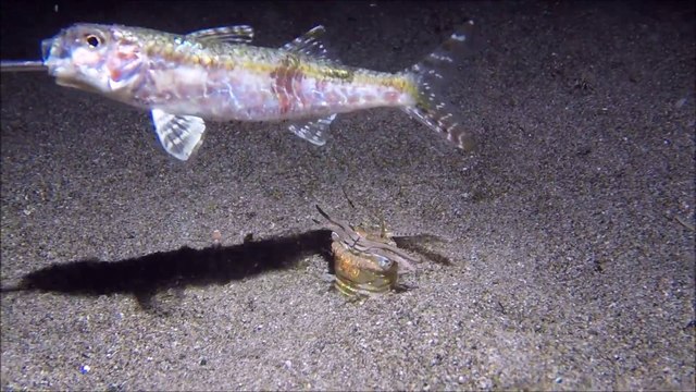 La technique d'attaque d'un ver bobbit carnivore est impressionnante