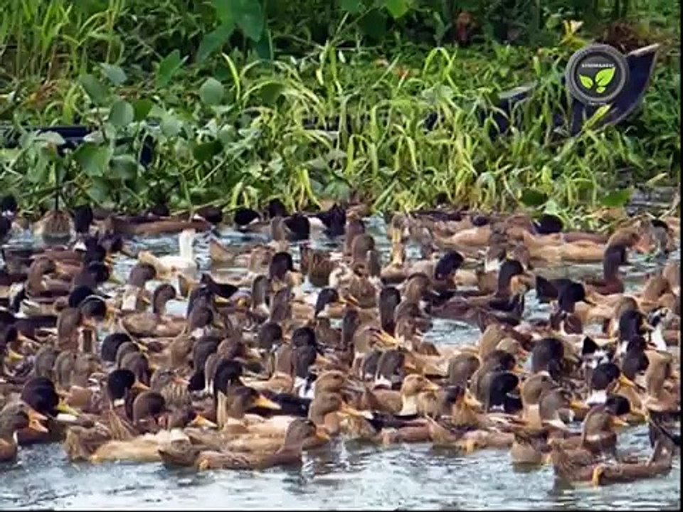 Duck Farming