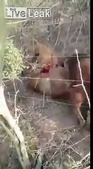 Hunting puma with pitbulls
