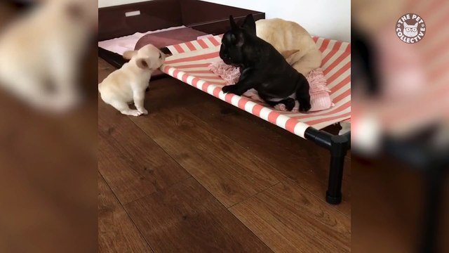 9 Videos To Remind You That Animals Are Better Than Humans