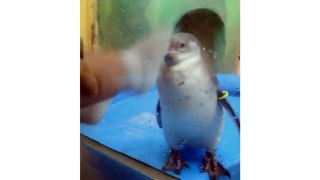 Warning- YOU MAY SUFFOCATE FROM LAUGHING - Funny ANIMAL compilation