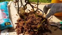 Orkide bakımı budama ve çiçek açtırma. Orchid care ; repotting & trimming dead roots