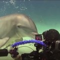 Dolphins kissing Diver under the ocean