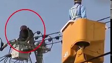 Chimpanzee atop electric pole