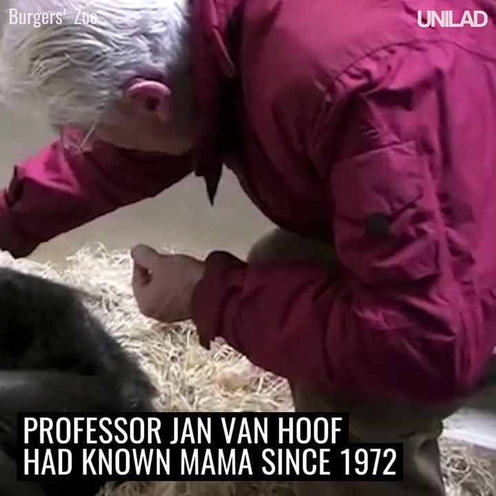 This 59-year-old chimpanzee was refusing food and ready to die