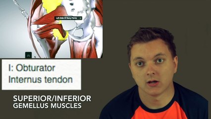 Superior and Inferior Gemellus Muscles
