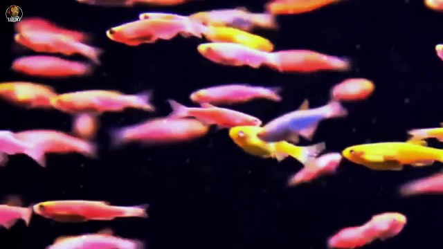 10 ANIMALES Que Fueron Modificados GENETICAMENTE (Animales Transgénicos)