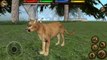 A Cougar in the Wild Forests!! • Ultimate Forest Simulator