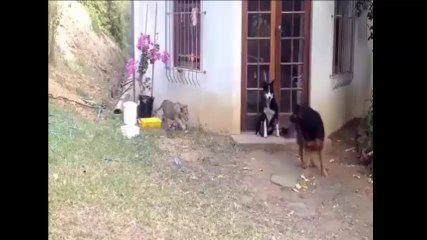 Editar SI TE RÍES PIERDES ¡¡(9186% IMPOSIBLE)!! Recopilación de los Mejores Vídeos de Risa 2017