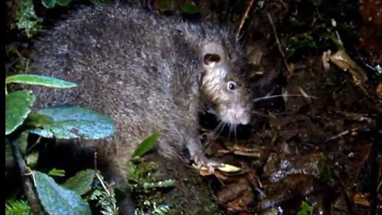 Des scientifiques ont découvert une nouvelle espèce de rat géant
