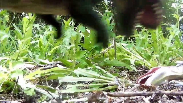 Giganotosaurus Raptor T Rex Toys For Kids. Dinosaurs Toy Battle