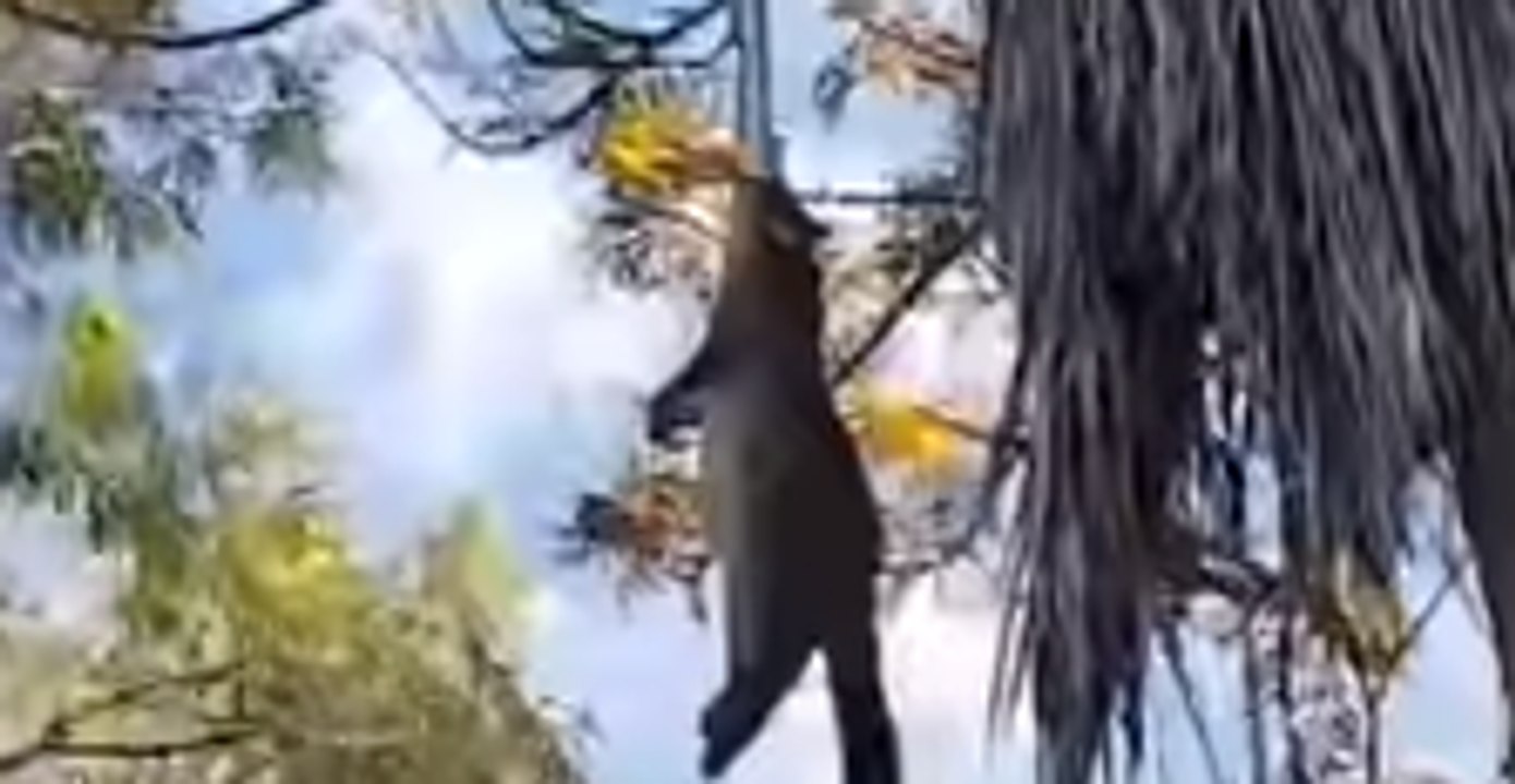 Python Struggles to Yank Heavy Possum Into Brisbane Backyard Tree