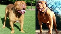 Top 10 perros mas gigantes e increibles del mundo