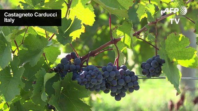 Italy plies visitors with wine as it eyes tourism catch-up