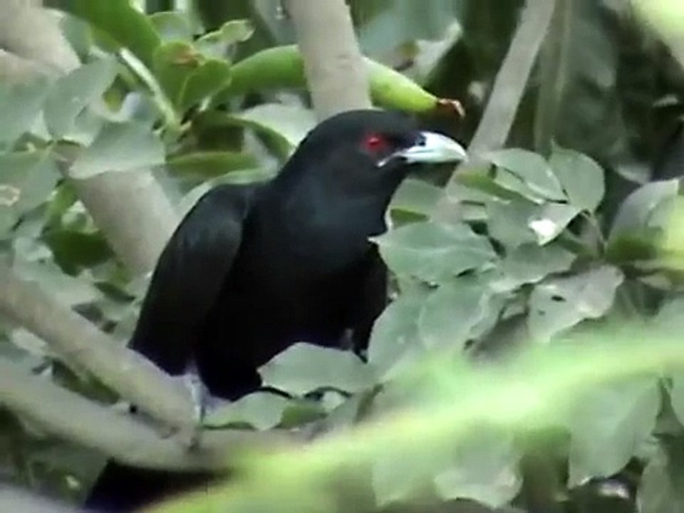 Koyal_ki_but he kubsoorat Awaz