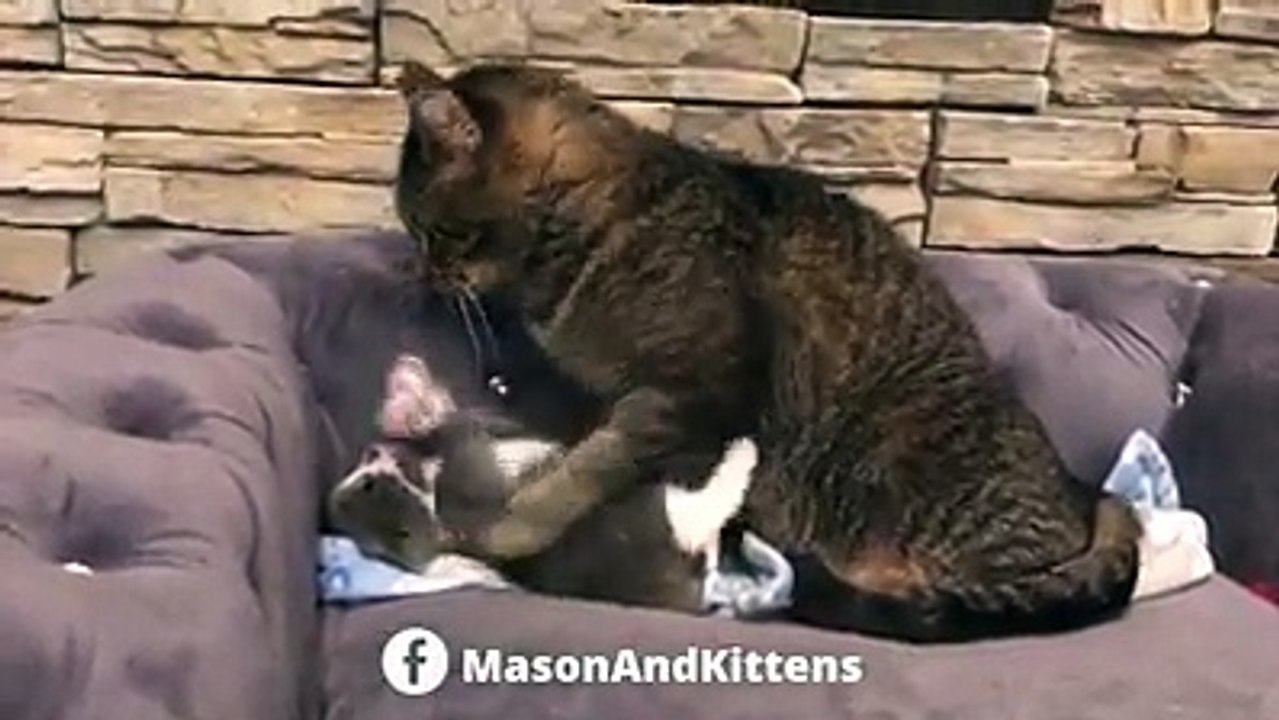 Grandpa Mason says there is much to teach this impudent Bean Bunny.