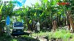 How to grow Banana Tree Part 2 : Banana Farm Management | Agribusiness Philippines