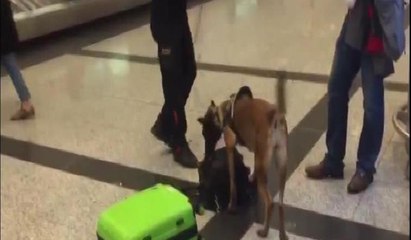 Almanya'dan gelen yolcular narkotik köpekleriyle arandı
