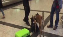 Almanya'dan gelen yolcular narkotik köpekleriyle arandı