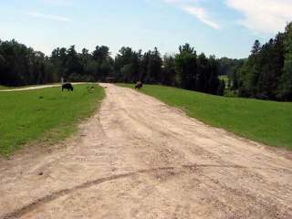 Parc Omega-Bisons (1)