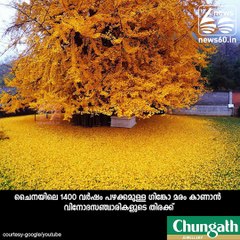 An Ancient Chinese Ginkgo Tree Drops an Ocean of Golden Leaves