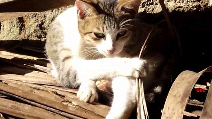 Yoga cat likes different positions