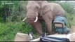 Close encounter with African bull elephant in Zululand bush