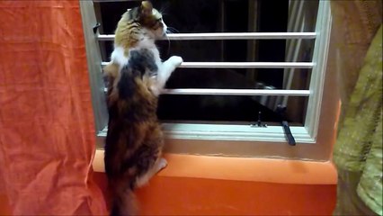 Kitty cat saw something strange outside