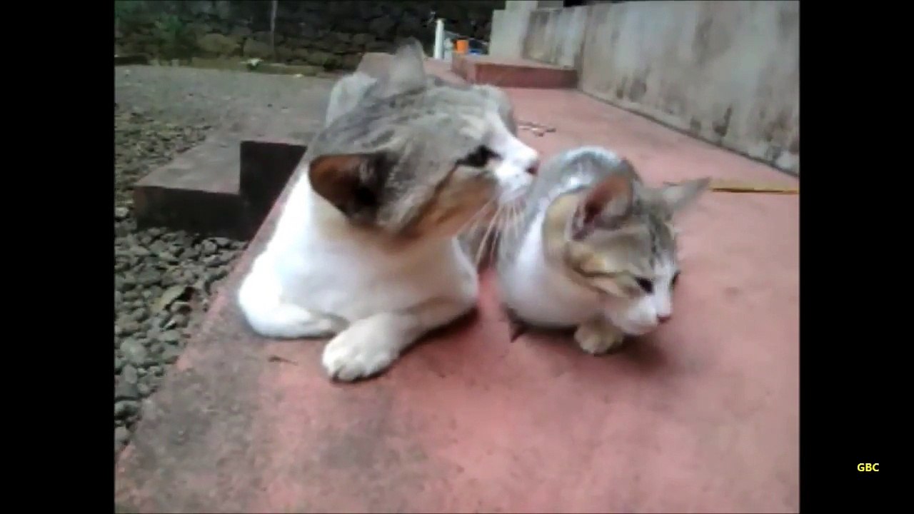 Mama cats look alike kitten