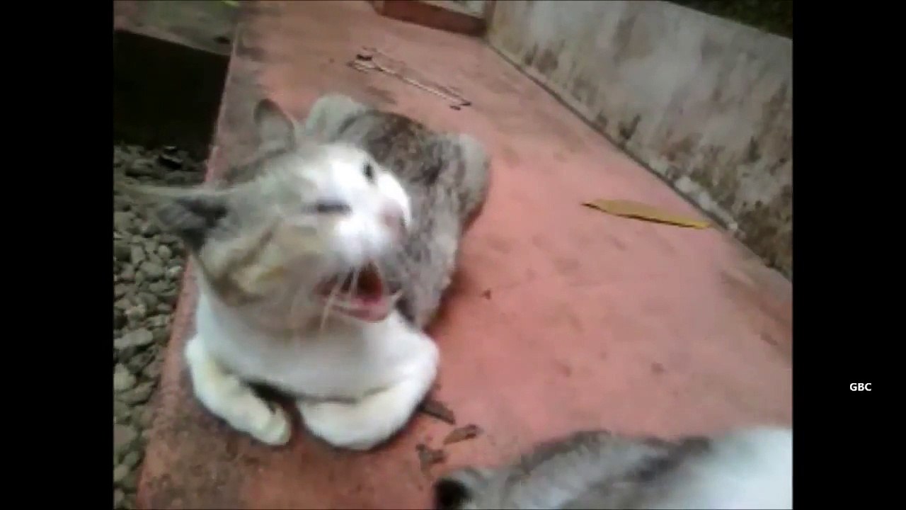 Cute kitten needs milk