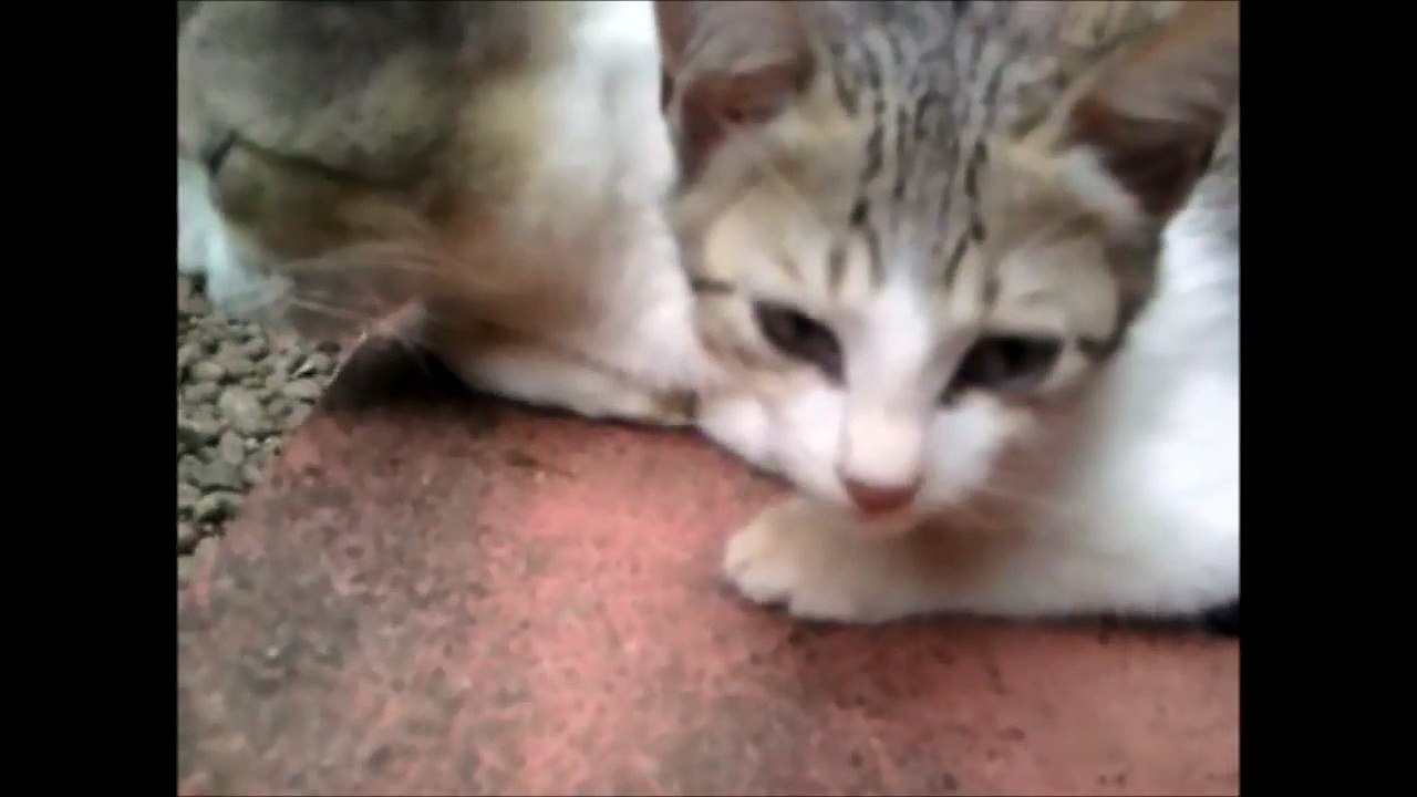 Cute mama cat and cute son cat
