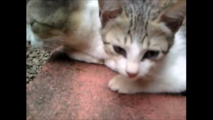 Cute mama cat and cute son cat