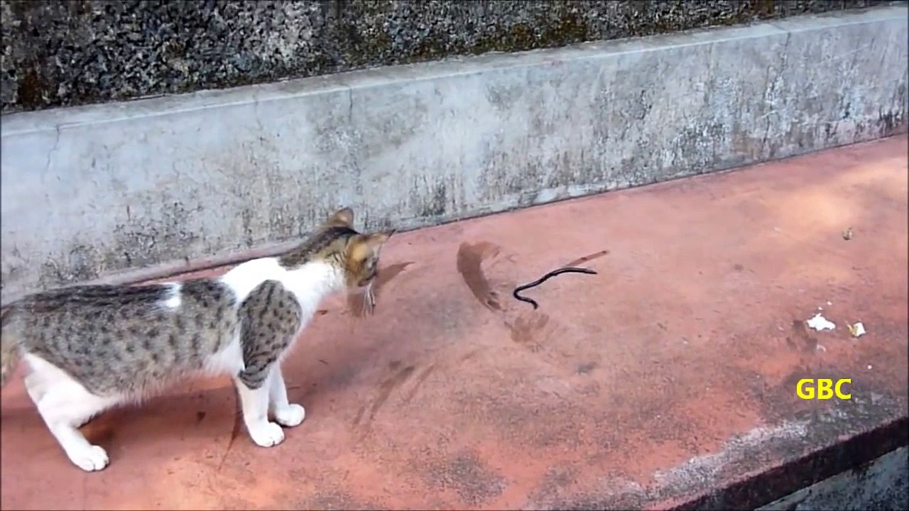 Cat watching and attacking a small snake like thing