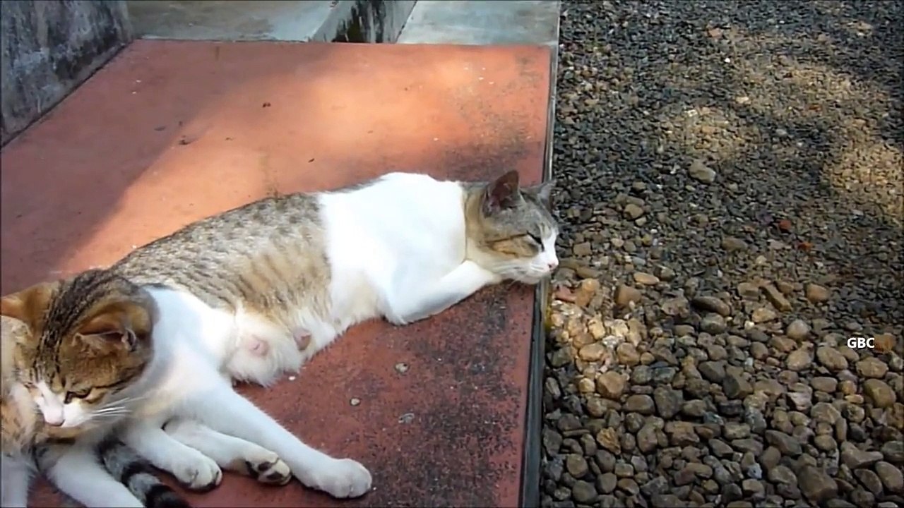 Kitty cat got a good pillow