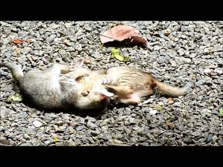Kittens fighting infront of dog !
