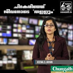 The Cruel Reality of the Global Shark Fin Trade  pets and animals