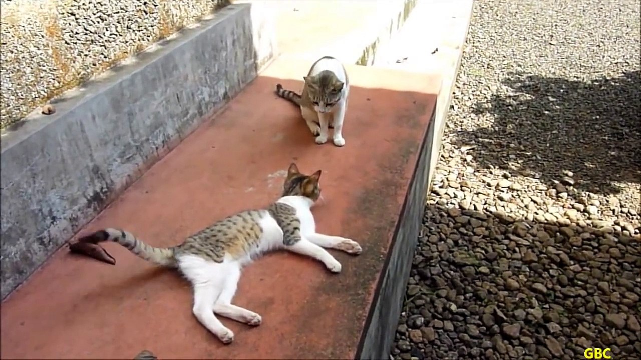 Kitten keeps on irritating mama cat