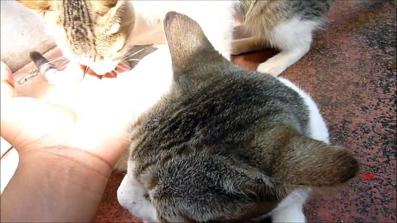 Cat purr overloaded video