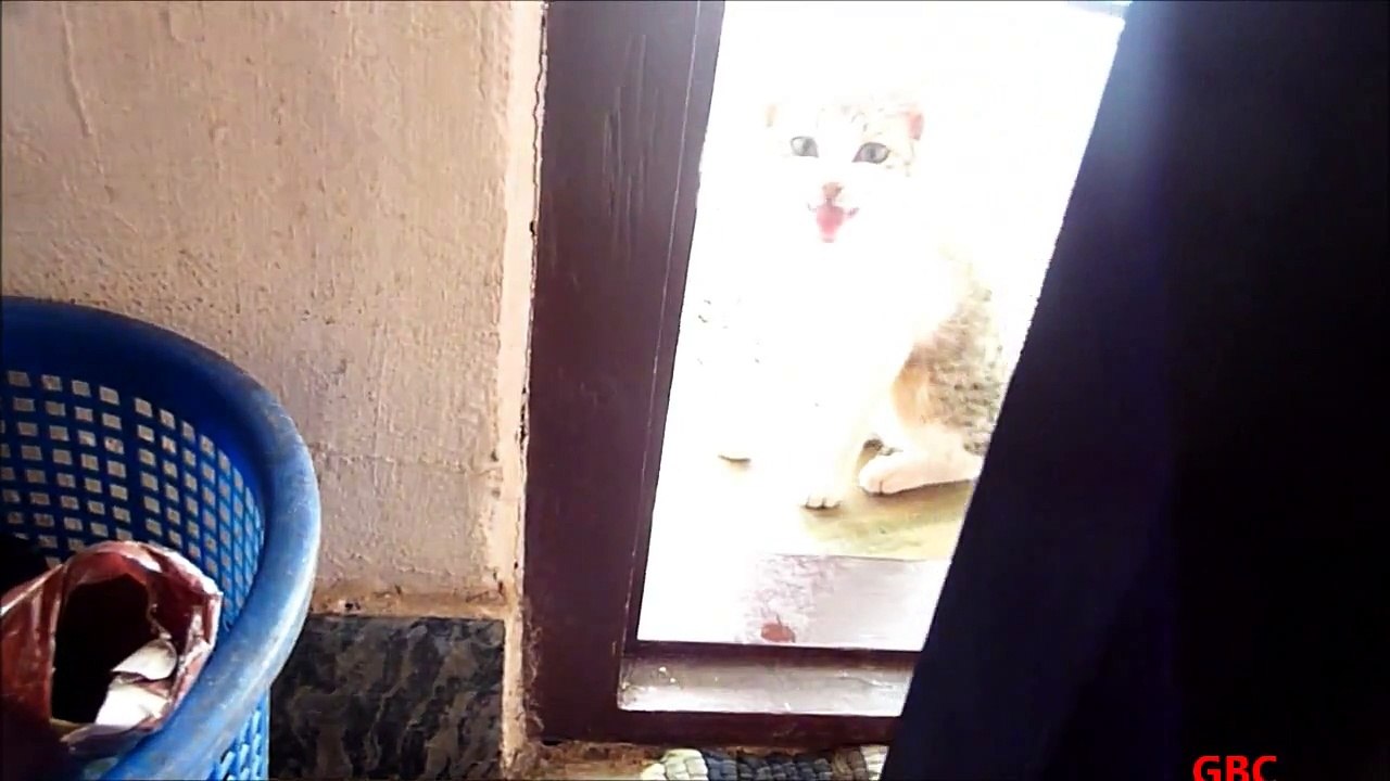 Unbearable meows !