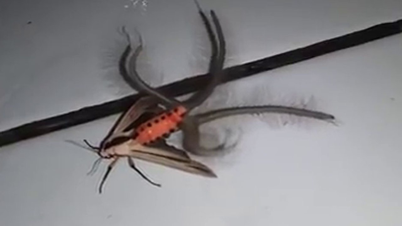 Un papillon qui possède des tentacules