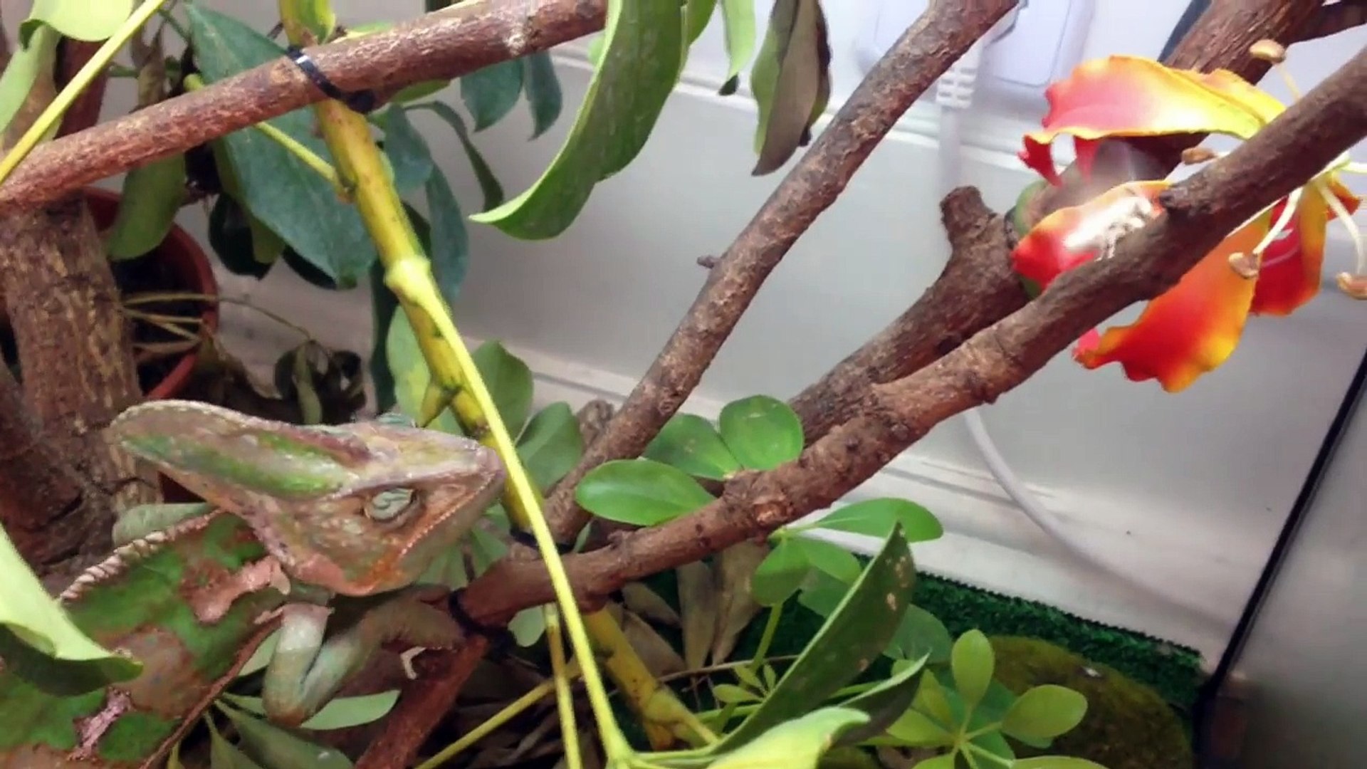 Chameleon eats Fruits and Vegetables