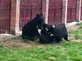 Animals Asia - - China Bear Rescue the beginning