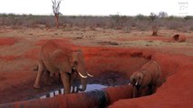 The journey is irrelephant – Elephants travel to get water from leak in water pipe in drought