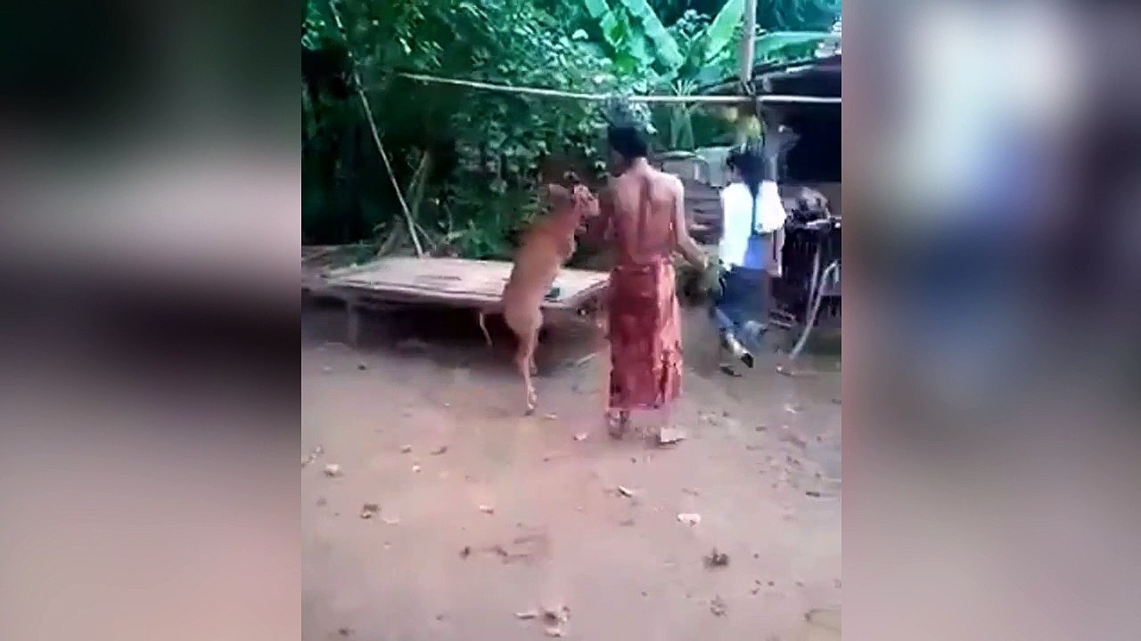 Cette vache est incroyable !